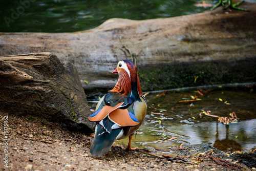 Mandarin duck in a pond, Richmond park, London