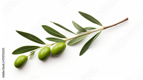 Olive tree branches isolated against a white background, with one branch intentionally blurred for effect.