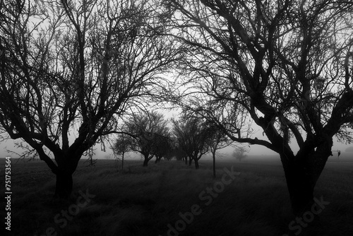 Mysterious silhouettes of trees in foggy landscape photo