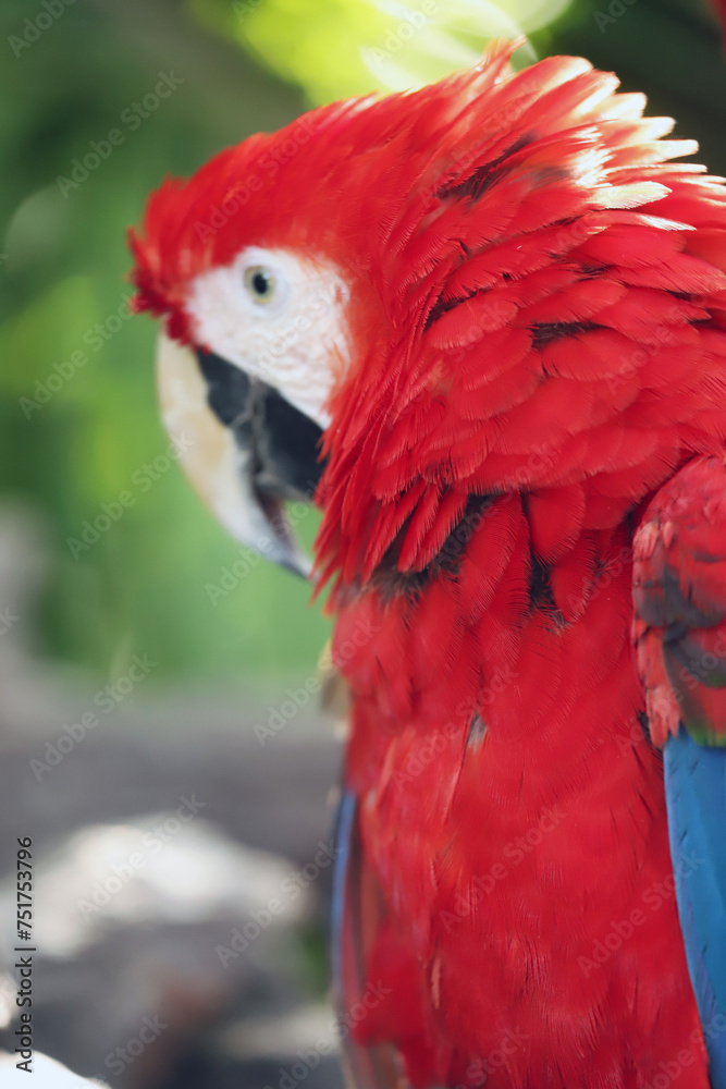 Ara chloroptera South American parrot, a member of a large group of Neotropical parrots called macaws Ara chloroptera South American parrot, a member of a large group of Neotropical parrots called macaws