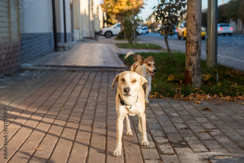 Stray dogs in Samarcand, Uzbekistan