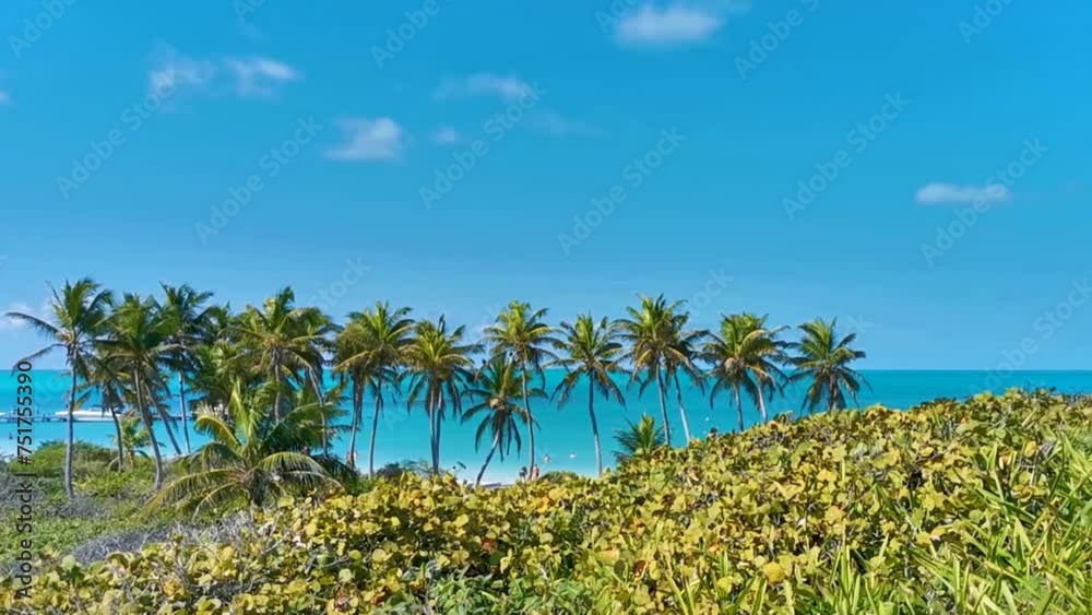 Beautiful tropical natural beach jungle forest panorama Contoy island Mexico. Beautiful tropical natural beach jungle forest panorama Contoy island Mexico.