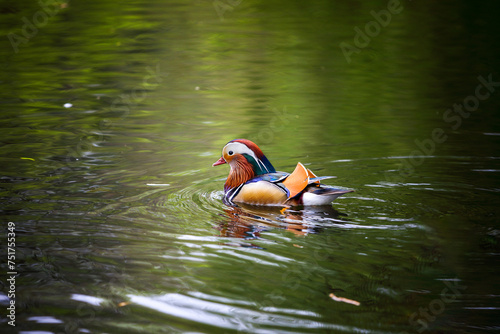Mandarin duck swimming in a pond, Richmond park, London
