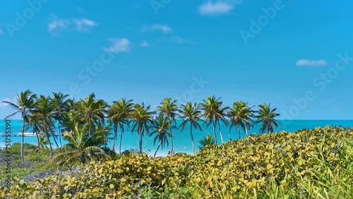 Wallpaper Mural Beautiful tropical natural beach jungle forest panorama Contoy island Mexico. Torontodigital.ca