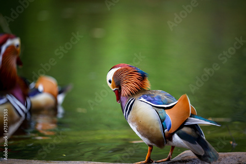 Colorful mandarin duck in a London park
