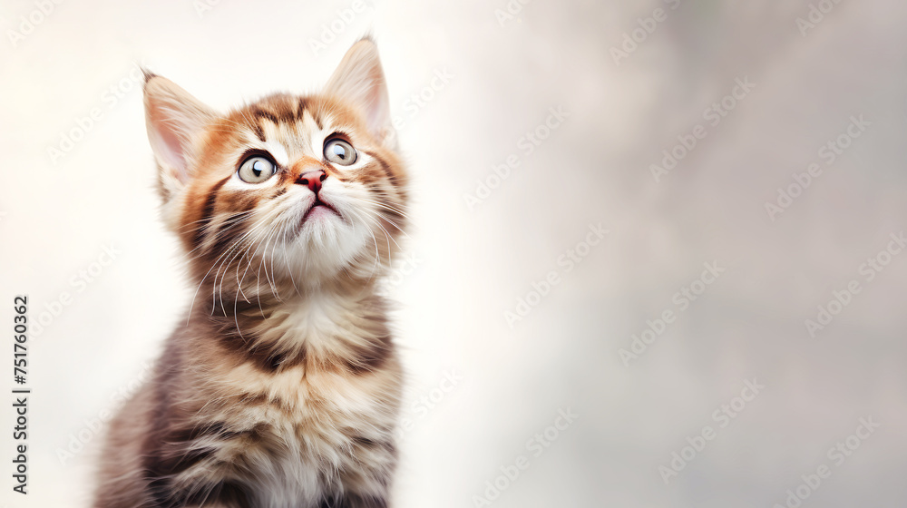 Little cute kitten curiously looks away sitting at blurred backdrop. Tabby cat stares in anticipation to jump. Greeting card concept