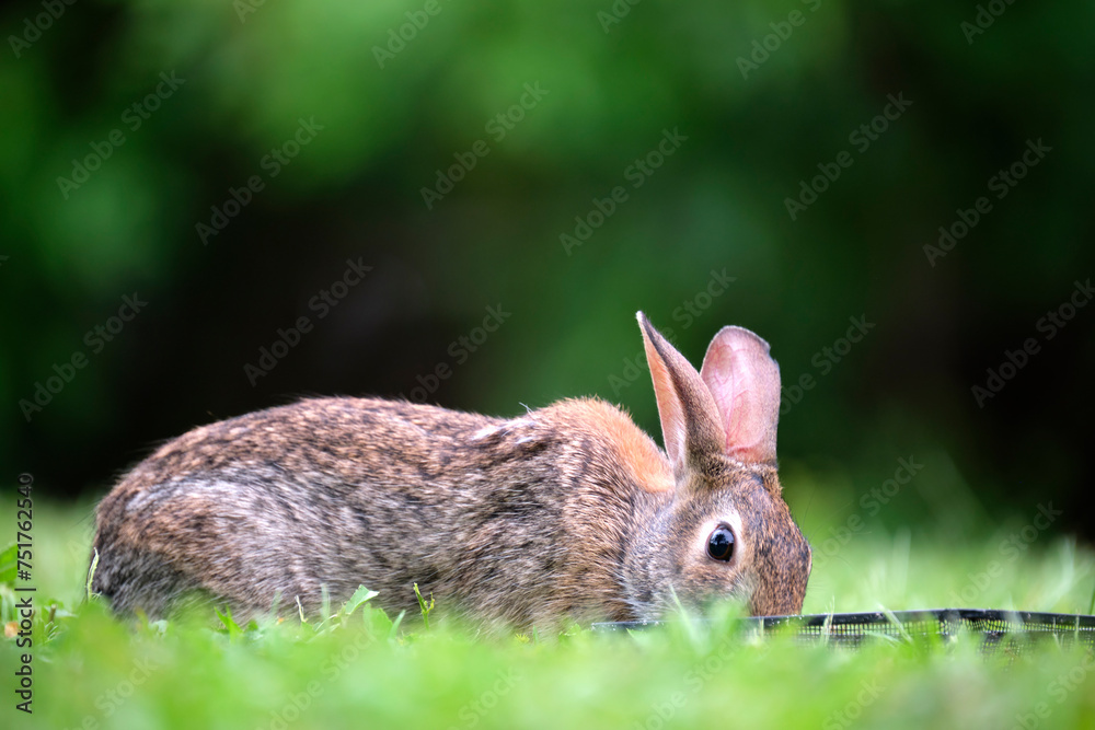 Fototapeta premium Grey small hare eating grass on summer field. Wild rabbit in nature