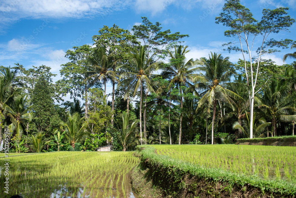 Obraz premium Agricultural rice field with palm trees.