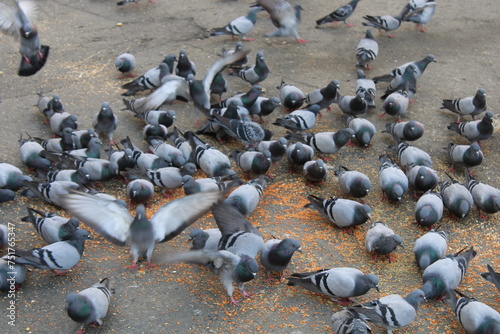 Group of pigeons looking for food on the ground © Abdulkadir