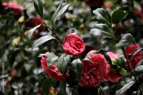 Camellias in red blossom in spring, Isabella plantaion, Richmond park, London
