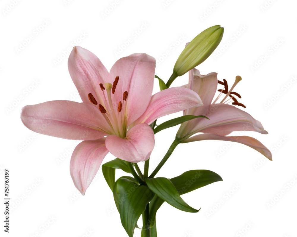 Pink Lilies on a White Background