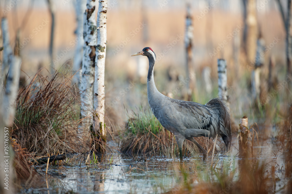 Naklejka premium A crane walking through the swamp in the morning sun