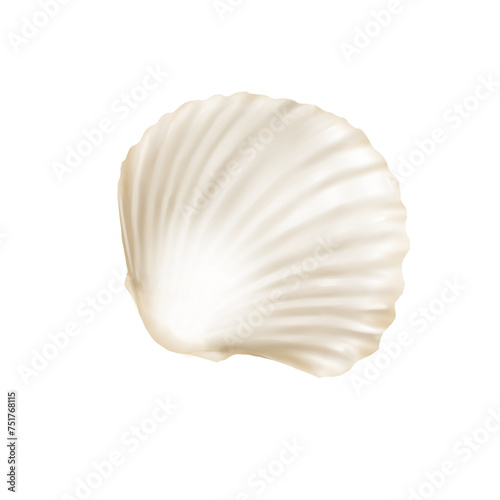 seashell illustration sea world