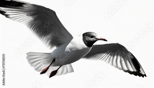 silhouette of black headed gull chroicocephalus ridibundus on flight graphic resources png on white transparent photo