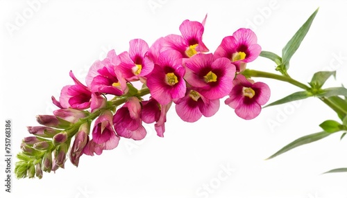 single stem with pink flowers of snapdragon antirrhinum majus isolated photo