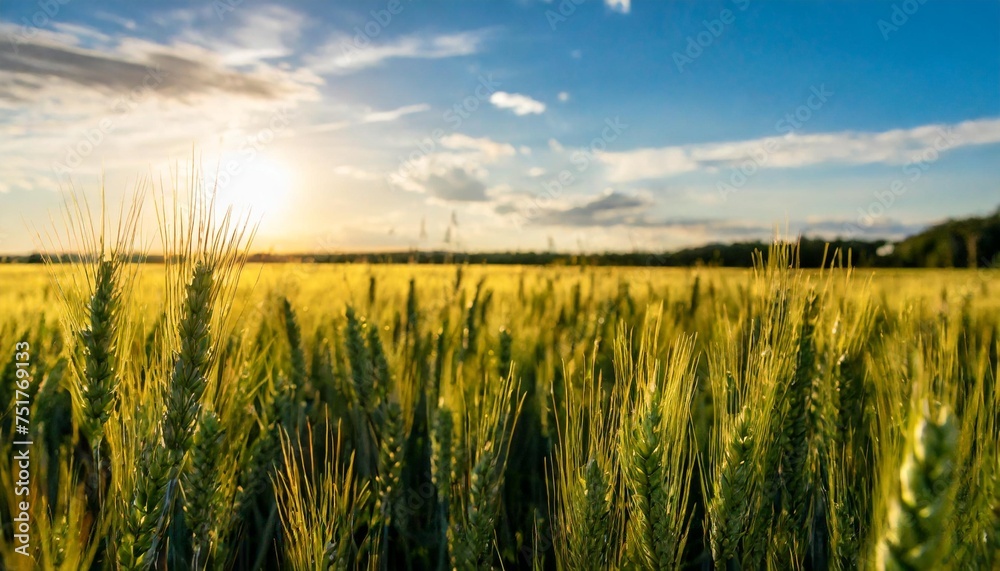 wheat field with sunset ready for product display