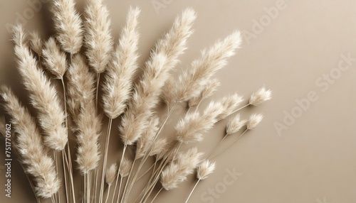 floral background of dry flowers dry beige lagurus grass flower on beige background fluffy tan pom pom plants bouquet flat lay top view copy space