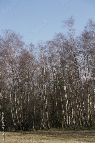 Wald aus Birken und bei blauem Himmel