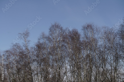 Wald aus Birken und bei blauem Himmel, Petula Pendula
