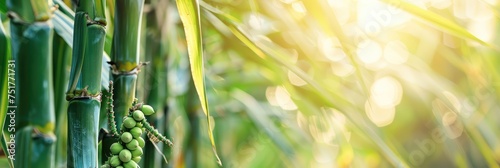 Sugar Cane Branches on Blurred Background, Sugarcane Plantation, Fresh Green Sugar Cane Stems