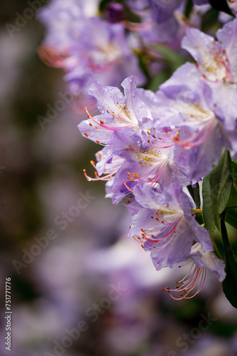Rhododendron augustinii 'Bluenose' - azaleas in lavender blue blossom in spring, Isabella plantation, Richmond park, London