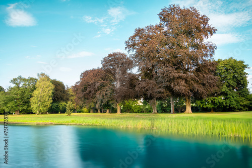 tree on the lake