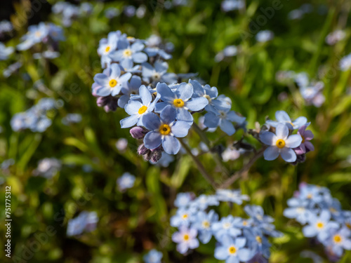The wood forget-me-not flowers (Myosotis sylvatica) growing and flowering in the forest in sunlight in spring
