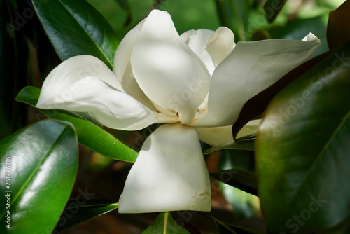 Magnolia flower, flower, spring, white flower, beautiful, green, foliage, magnolia tree