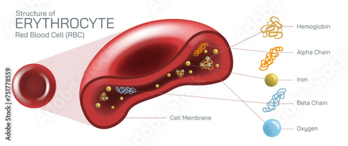 Erythrocyte and RBC or Red blood cell cross section anatomy vector illustration. A type of blood cell that is made in the bone marrow and found in the blood. It contains a protein called haemoglobin.