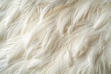 White Swan Feathers Background, Goose Plume Pattern, White Wings Feather Texture