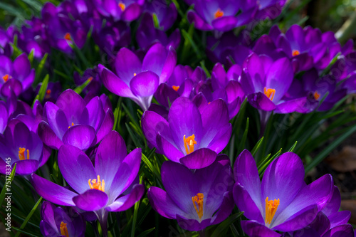 Fototapeta Naklejka Na Ścianę i Meble -  beautiful dark violet crocus blossoms from above