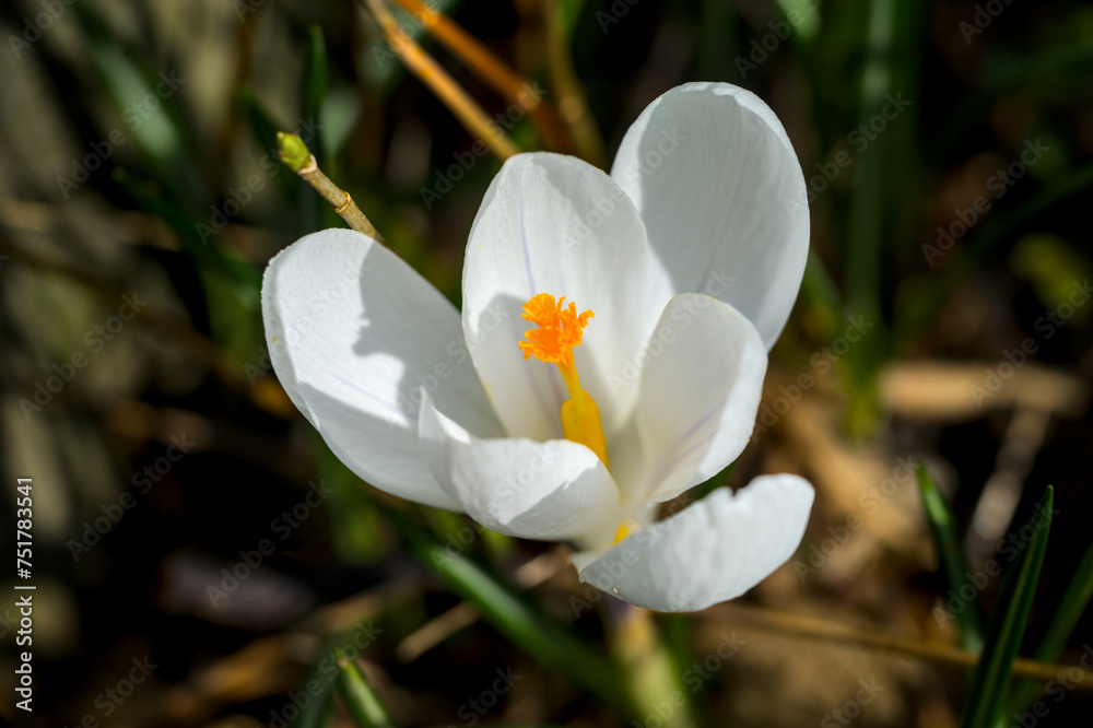 Details of a single fresh yellow blooming crocus Details of a single fresh yellow blooming crocus
