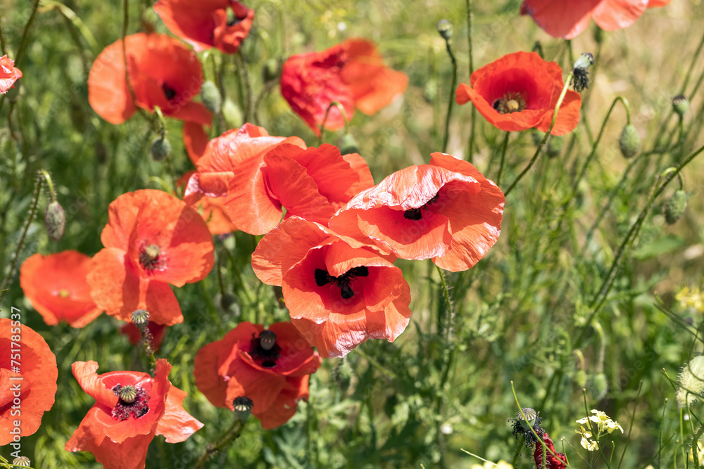 Obraz premium Beautiful blooming poppies on a green blurred background. Selective focus.
