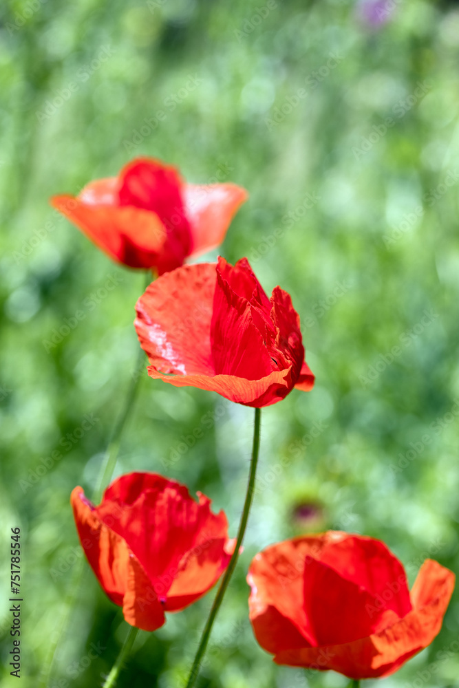 Red field poppies on a sunny May day, selective focus. Beautiful blur of green background.