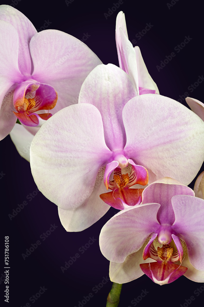 Obraz premium Colorfull orchid on a black background