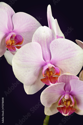 Colorfull orchid on a black background