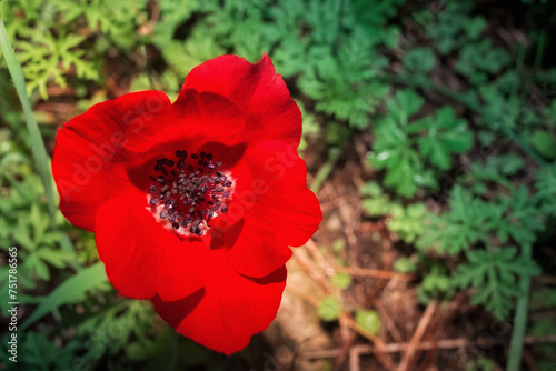 One beautiful red flower wild Anemone in the park