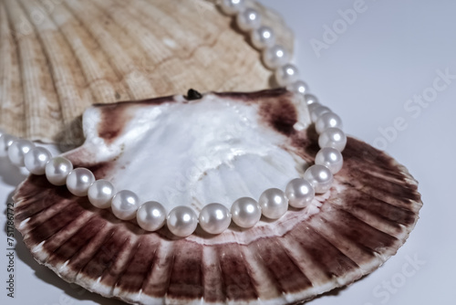 elegant women's necklace made of natural white pearls on a shell
