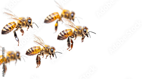 Picture of 5 bees on a isolated background flying