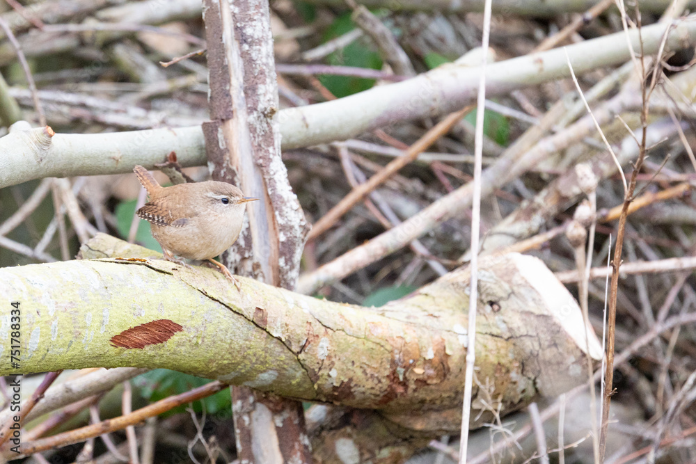 A small Wren bird UK (Troglodytes troglodytes) is nestled within a pile of broken up branches. Yorkshire, UK in Spring. A small Wren bird UK (Troglodytes troglodytes) is nestled within a pile of broken up branches. Yorkshire, UK in Spring.