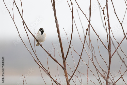 Male reed bunting (Emberiza schoeniclus) perched in a bare tree in Springtime. Yorkshire, UK in March