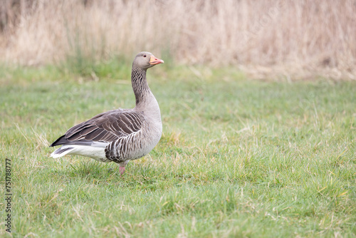 A single greylag goose (Anser anser) stands in a field surrounded by green grass, with tall grass behind. Yorkshire, UK in Spring