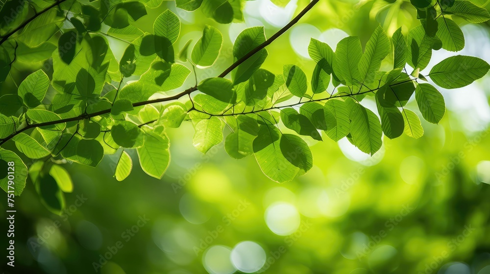 forest leaves nature background forest leaves nature background