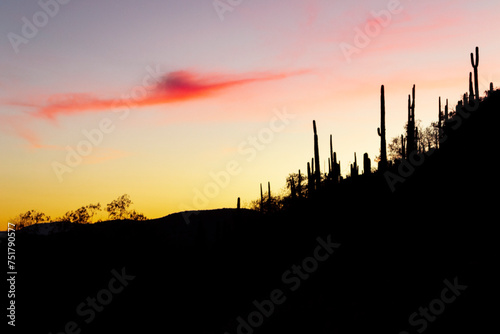 Backlit nature landscape