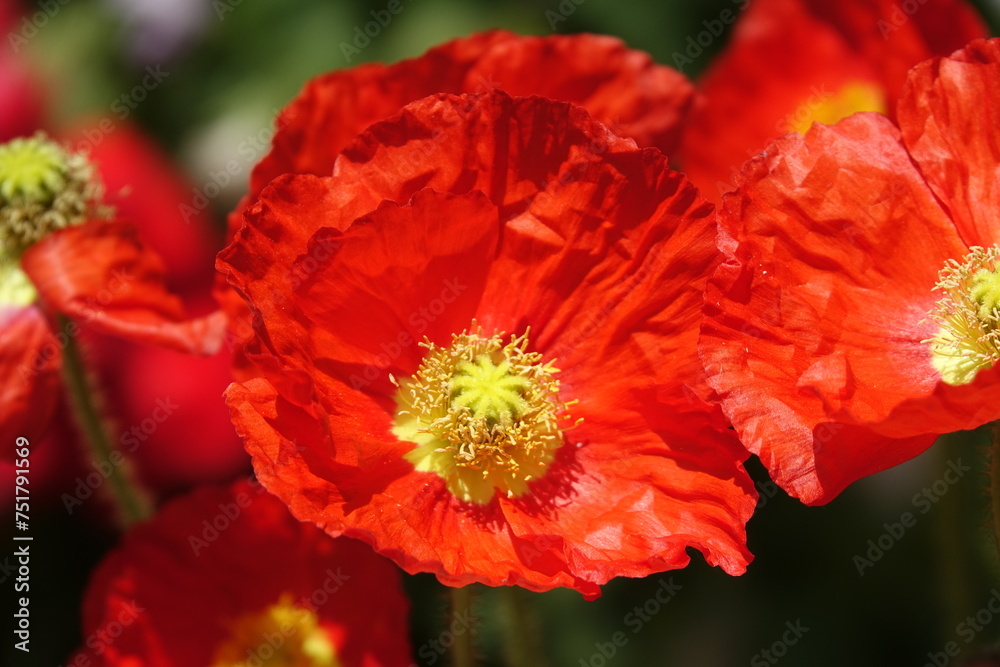 Ziermohn Ziermohn