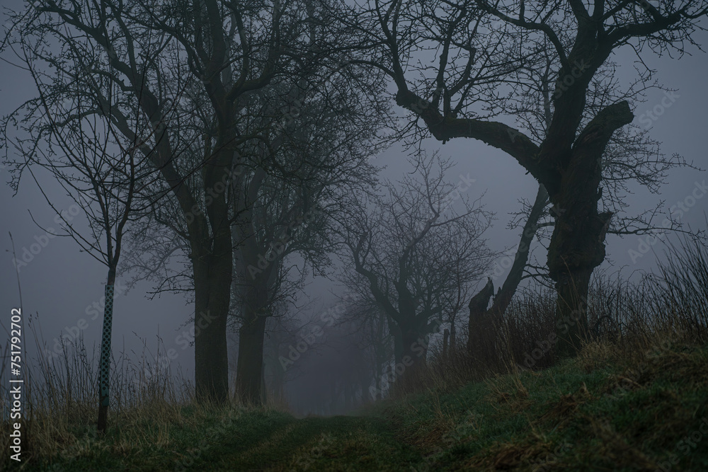 Wald in Nebel gehüllt