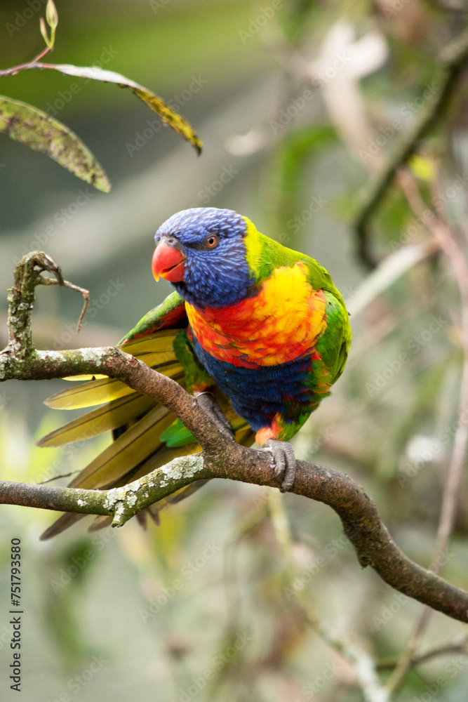 The rainbow lorikeet has a bright yellow-orange/red breast, a mostly violet-blue throat and a yellow-green collar. The rainbow lorikeet has a bright yellow-orange/red breast, a mostly violet-blue throat and a yellow-green collar.