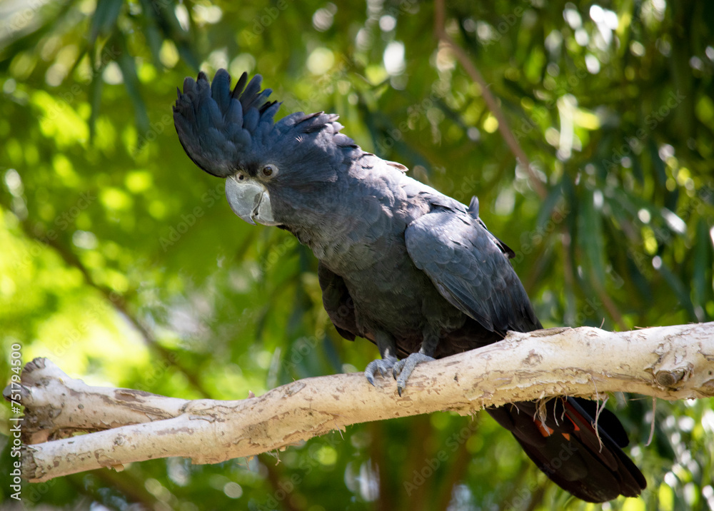 Male Red-tailed Black Cockatoos are black with two vibrant red stripes in the tail. They also have a very full crest and a black bill Male Red-tailed Black Cockatoos are black with two vibrant red stripes in the tail. They also have a very full crest and a black bill