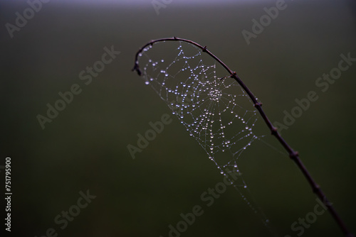 Spinnennetz mit Tau im Nebel © LiberCor Fotografie