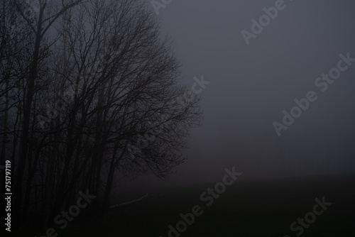 Wald in Nebel gehüllt